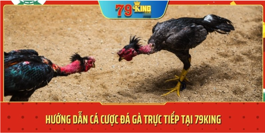 cá cược đá gà trực tiếp 