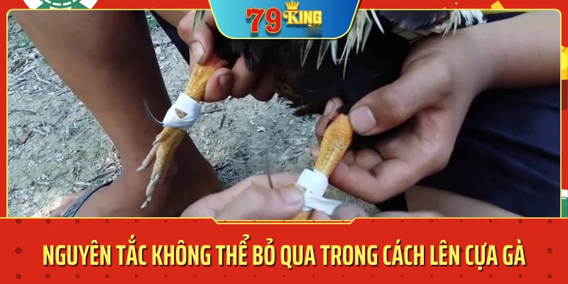 cách lên cựa gà