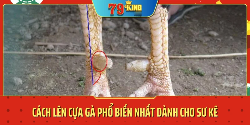 Cách lên cựa gà